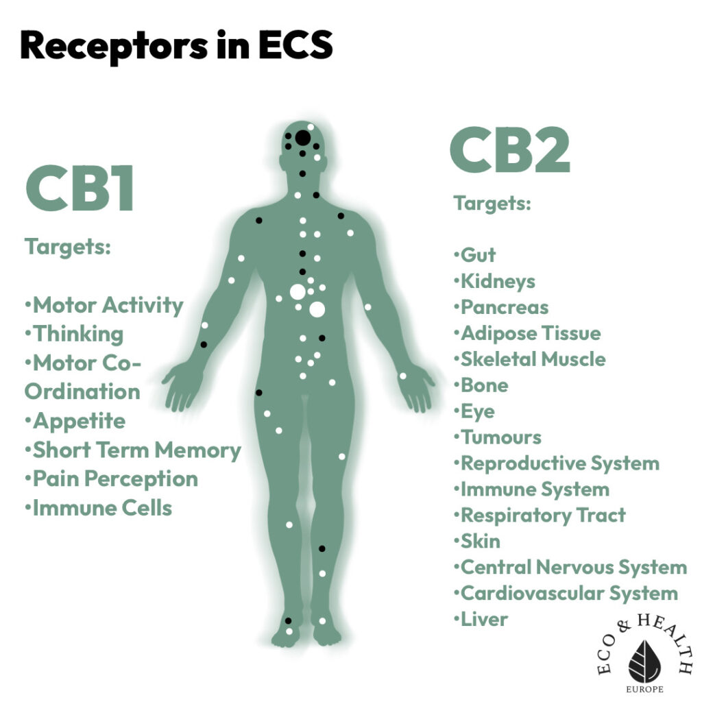 The Endocannabinoid System receptors